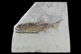 Fossil Fish (Wendyichthys) Plate with Pos/Neg - Montana #97801-4